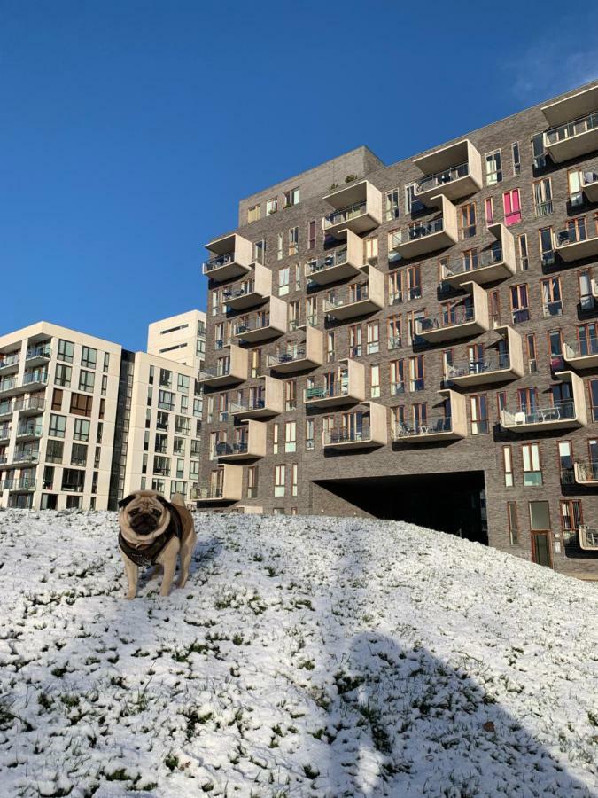 Cute Pug Guest Room København Ngoại thất bức ảnh