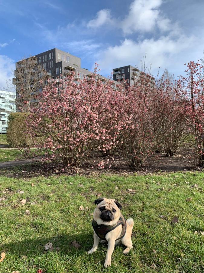 Cute Pug Guest Room København Ngoại thất bức ảnh