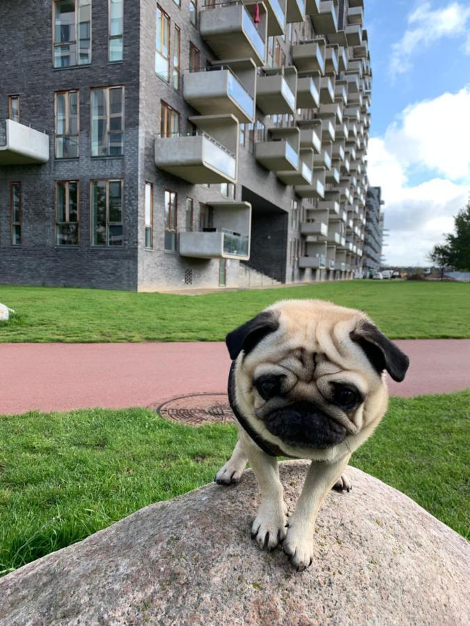 Cute Pug Guest Room København Ngoại thất bức ảnh